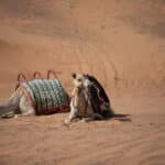 desert leap all IMG 6727