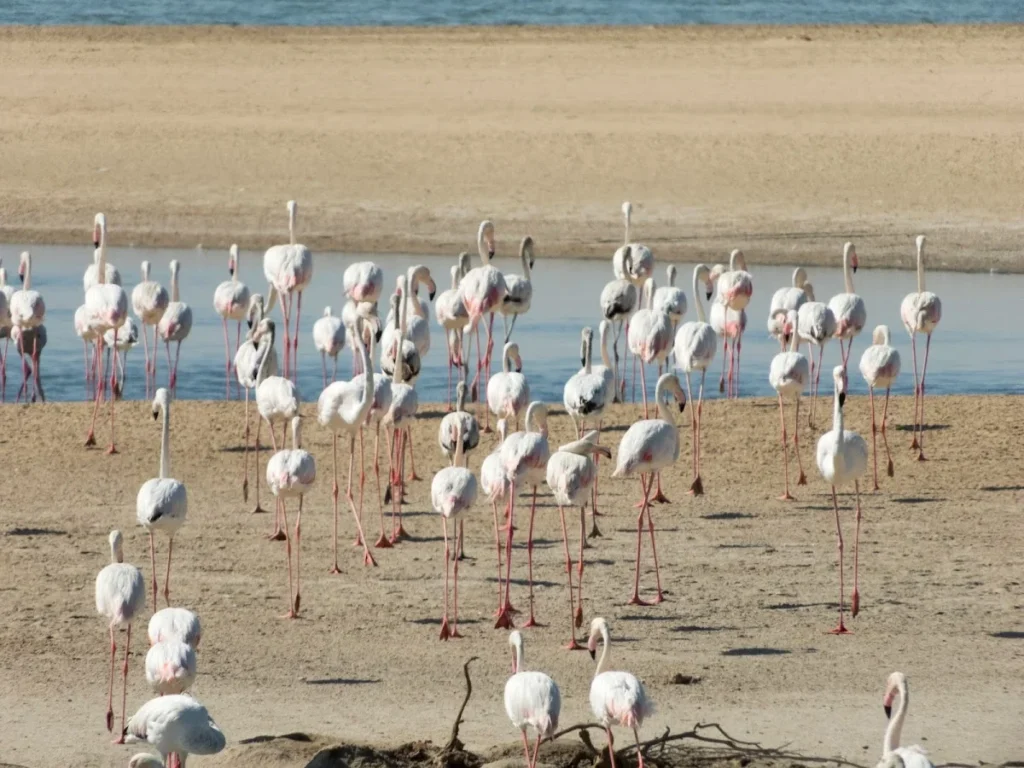 al wathba wetland reserve abu dhabi