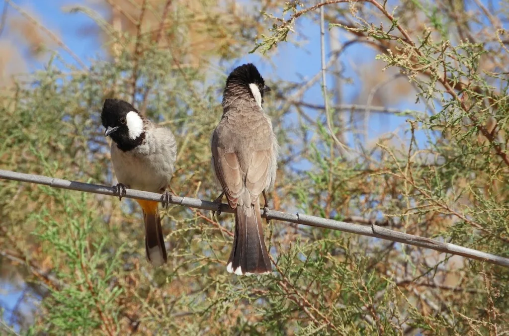 al wathba wetland reserve birds