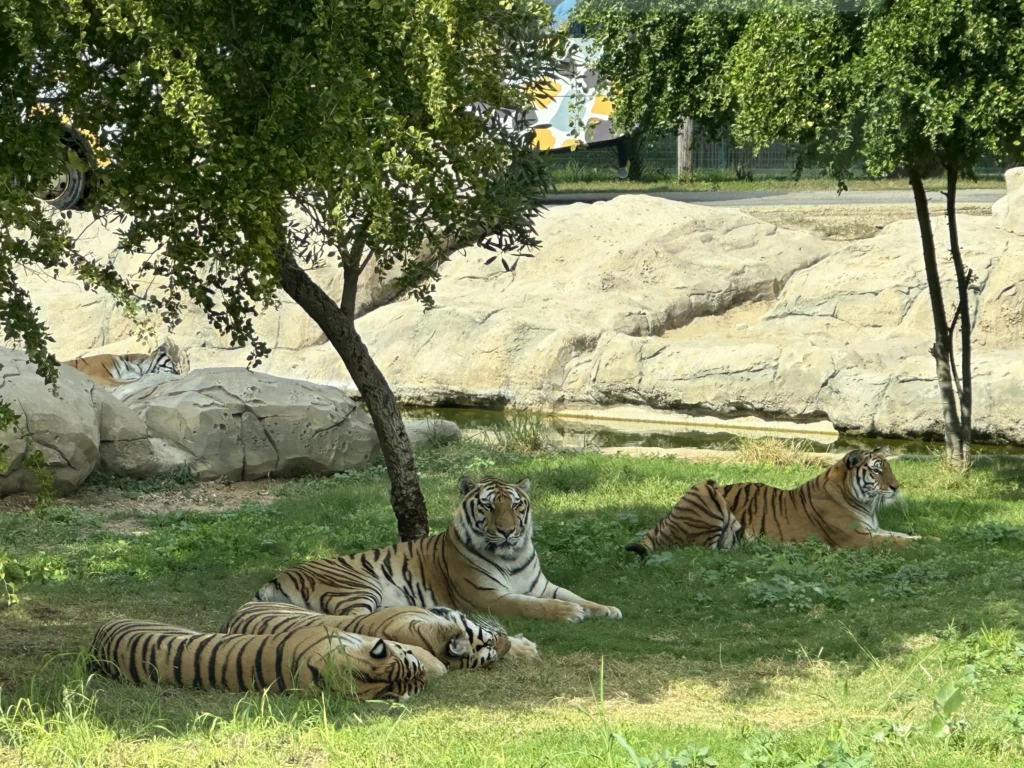 dubai safari park animal feeding