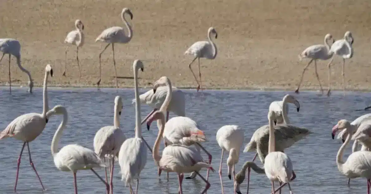 Al Wathba Wetland Reserve Abu Dhabi, How to Reach, Wildlife
