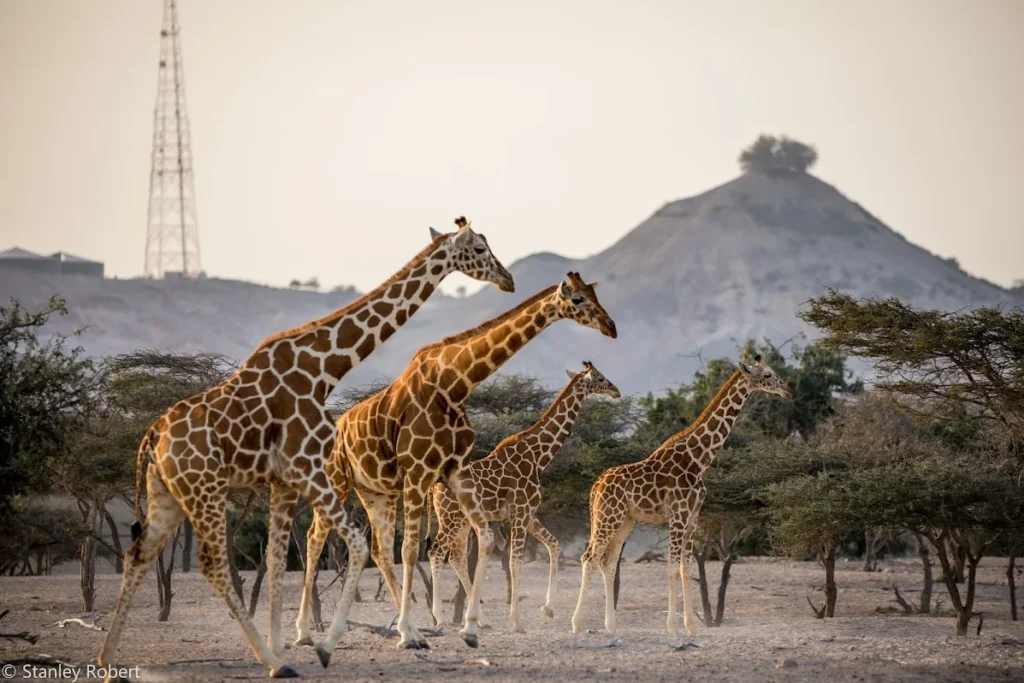 sir bani yas island wildlife