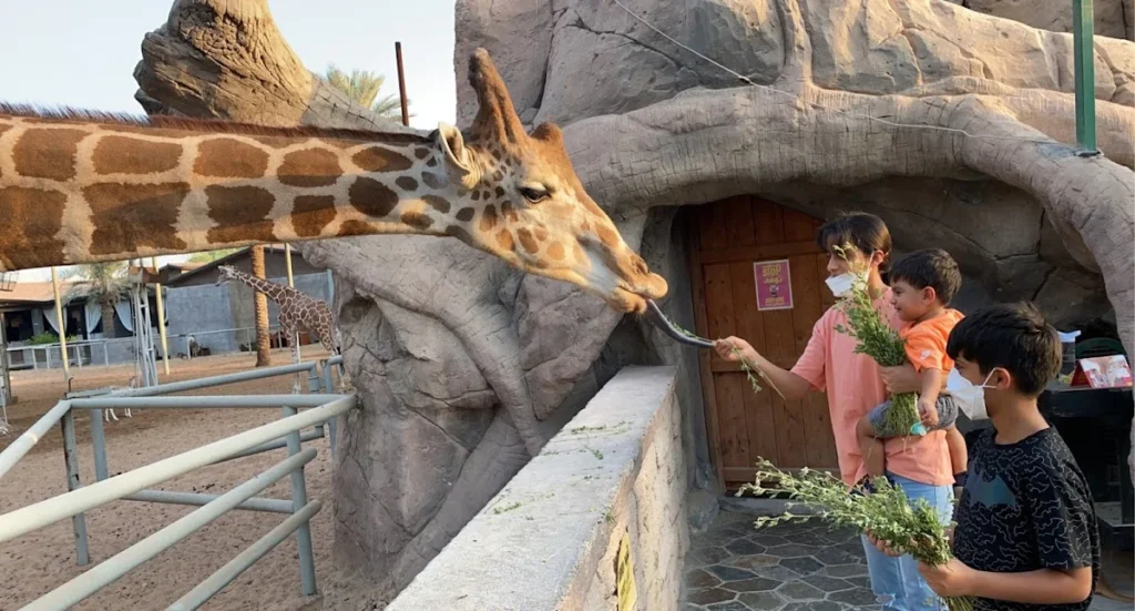 emirates park zoo giraffe breakfast