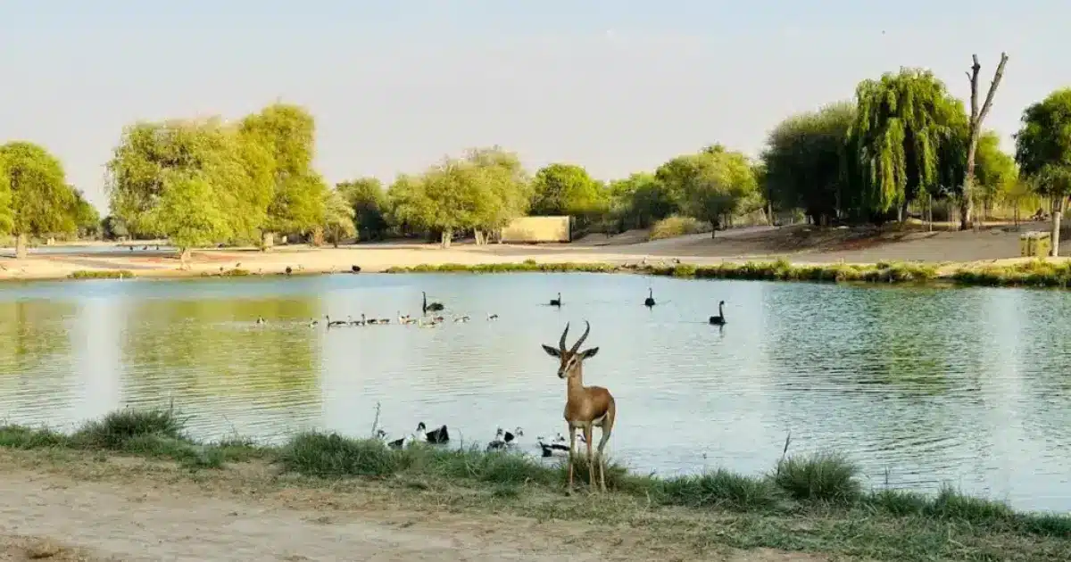 Flamingo Lake Dubai