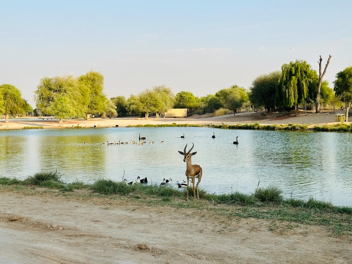 Flamingo Lake Dubai