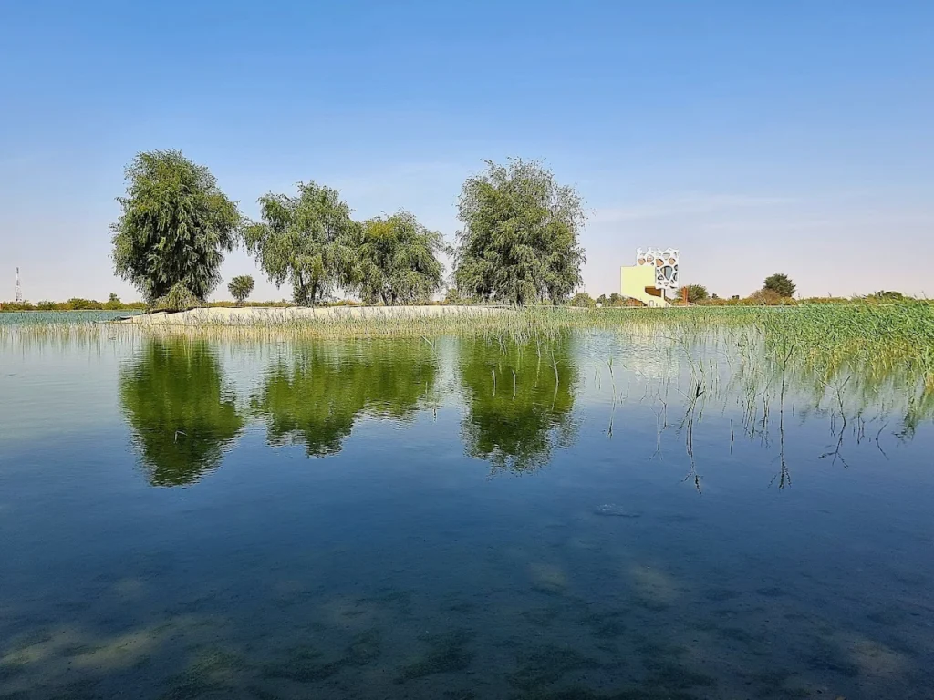 How Did Al Qudra Lake Become a Favorite Recreational Spot