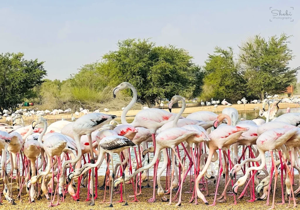 What Wildlife Can You Spot at Al Qudra Lake, Including Flamingos