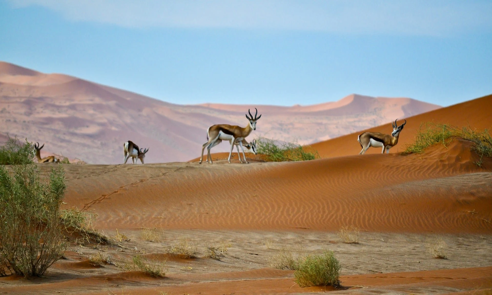 Panoramic view of Dubai desert landscape ideal for dune buggy rides