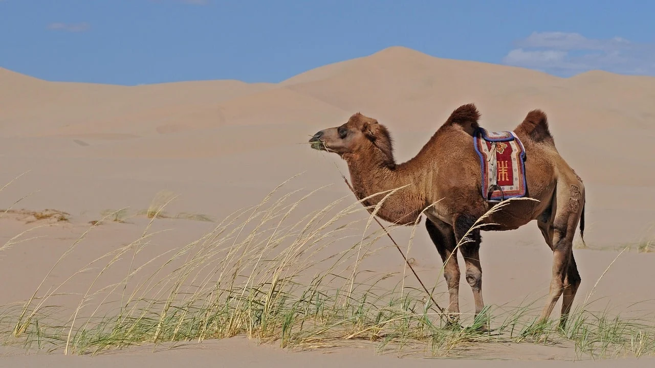 Tourists enjoying self-drive desert safari in Dubai dunes